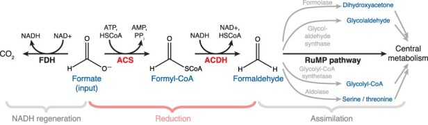 Enzyme engineering and <i>in vivo</i> testing of a formate reduction pathway.