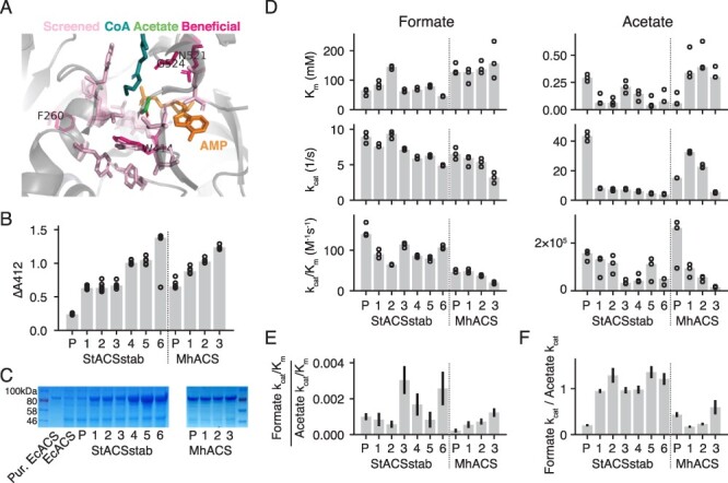 Enzyme engineering and <i>in vivo</i> testing of a formate reduction pathway.