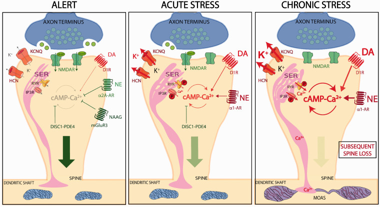 Chronic Stress Weakens Connectivity in the Prefrontal Cortex: Architectural and Molecular Changes.