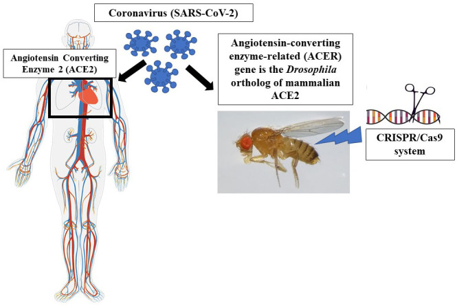 The potential use of <i>Drosophila</i> as an in vivo model organism for COVID-19-related research: a review.