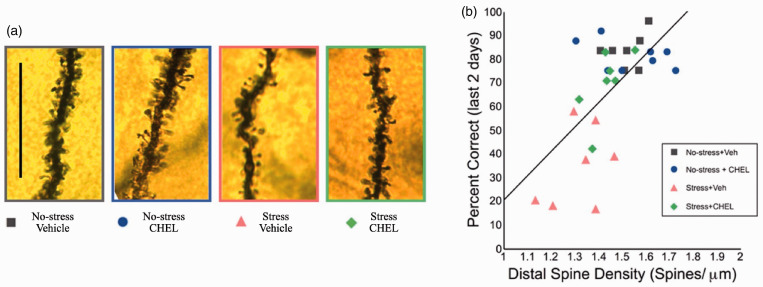 Chronic Stress Weakens Connectivity in the Prefrontal Cortex: Architectural and Molecular Changes.