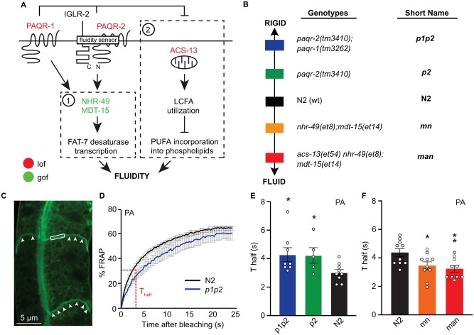 A genetic titration of membrane composition in Caenorhabditis elegans reveals its importance for multiple cellular and physiological traits.