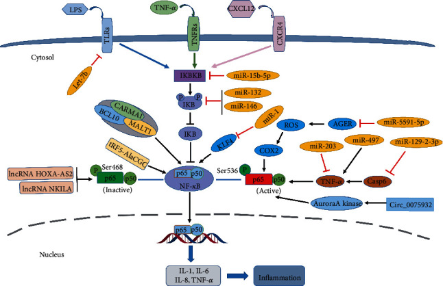 Modulation of the Wound Healing through Noncoding RNA Interplay and GSK-3<i>β</i>/NF-<i>κ</i>B Signaling Interaction.