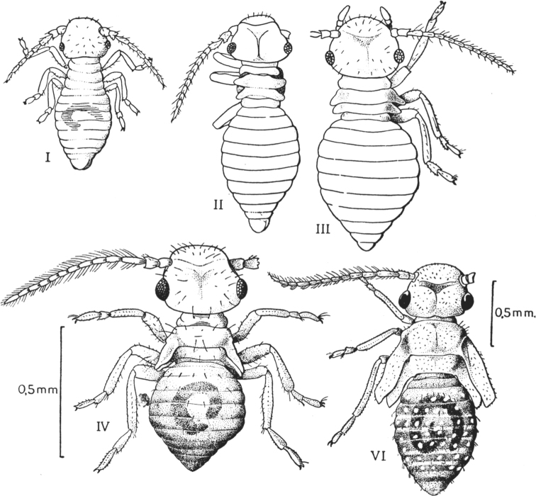 Aberrant ontogeneses and life cycles in Paraneoptera.