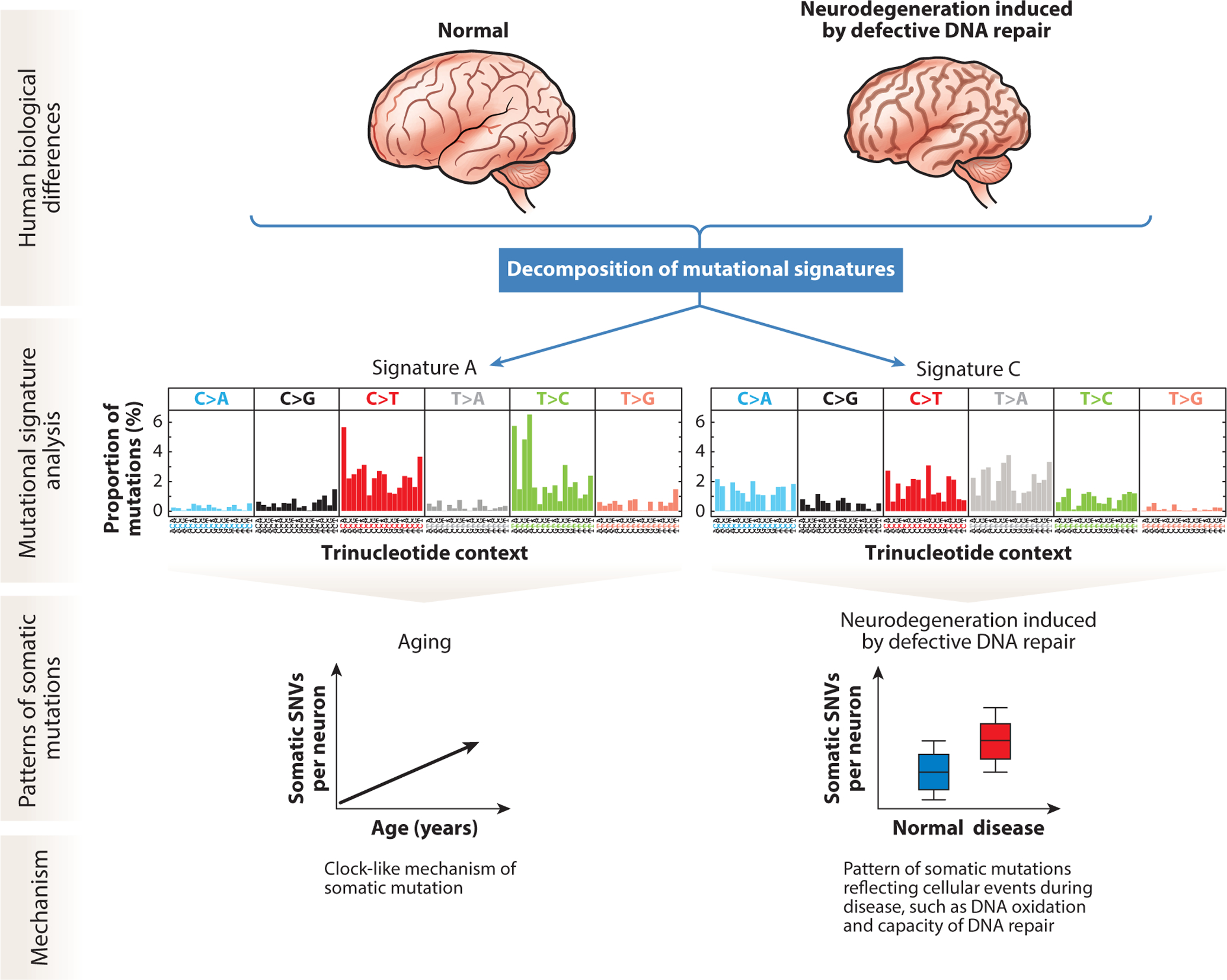 Brain Somatic Mutation in Aging and Alzheimer's Disease.