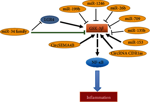 Modulation of the Wound Healing through Noncoding RNA Interplay and GSK-3<i>β</i>/NF-<i>κ</i>B Signaling Interaction.