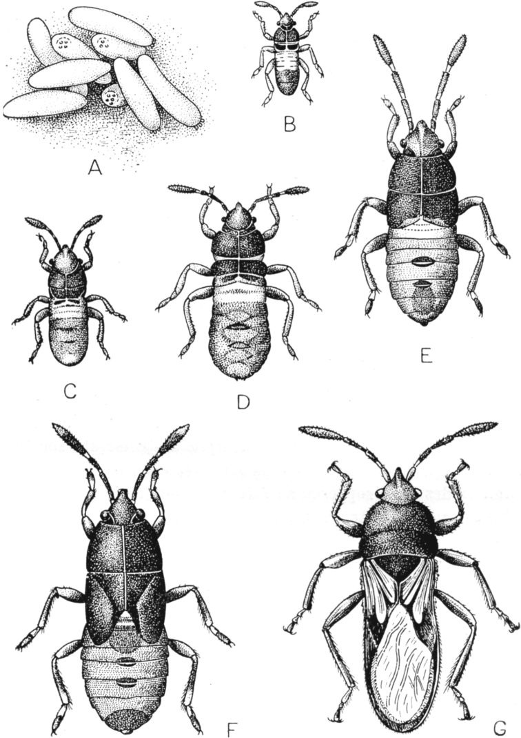 Aberrant ontogeneses and life cycles in Paraneoptera.