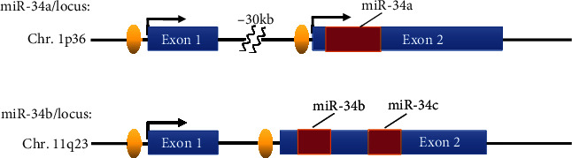 Modulation of the Wound Healing through Noncoding RNA Interplay and GSK-3<i>β</i>/NF-<i>κ</i>B Signaling Interaction.