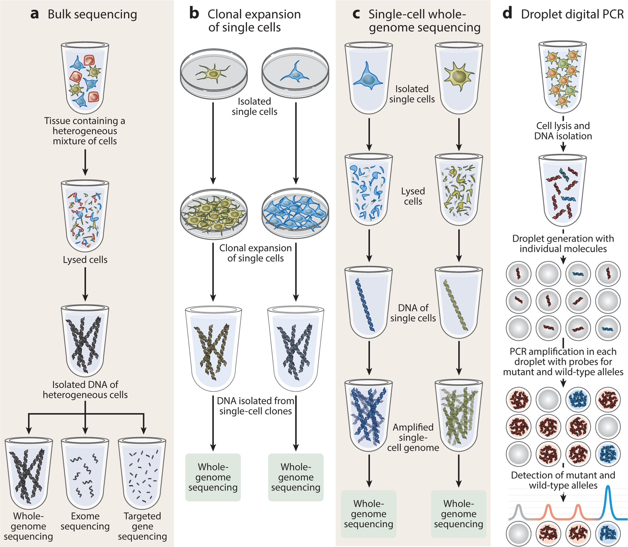 Brain Somatic Mutation in Aging and Alzheimer's Disease.