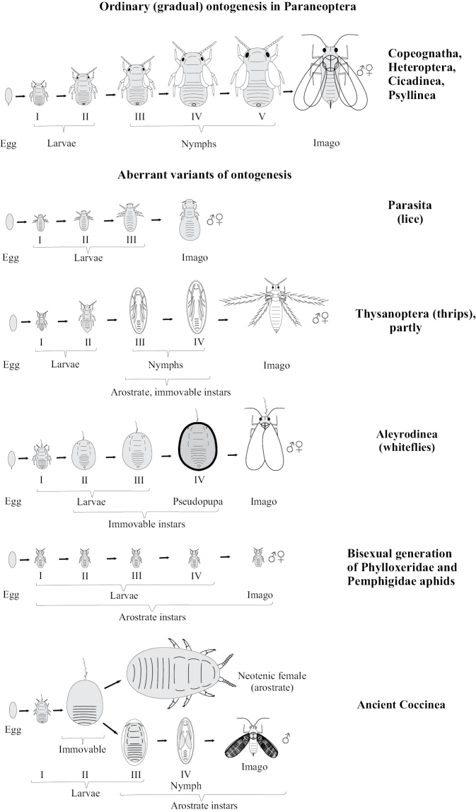 Aberrant ontogeneses and life cycles in Paraneoptera.