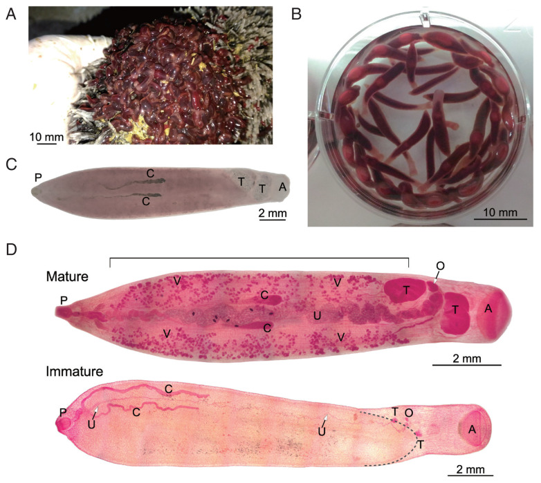 Morphology and Mitochondrial Genome of Fischoederius sp. 1 in Thailand.