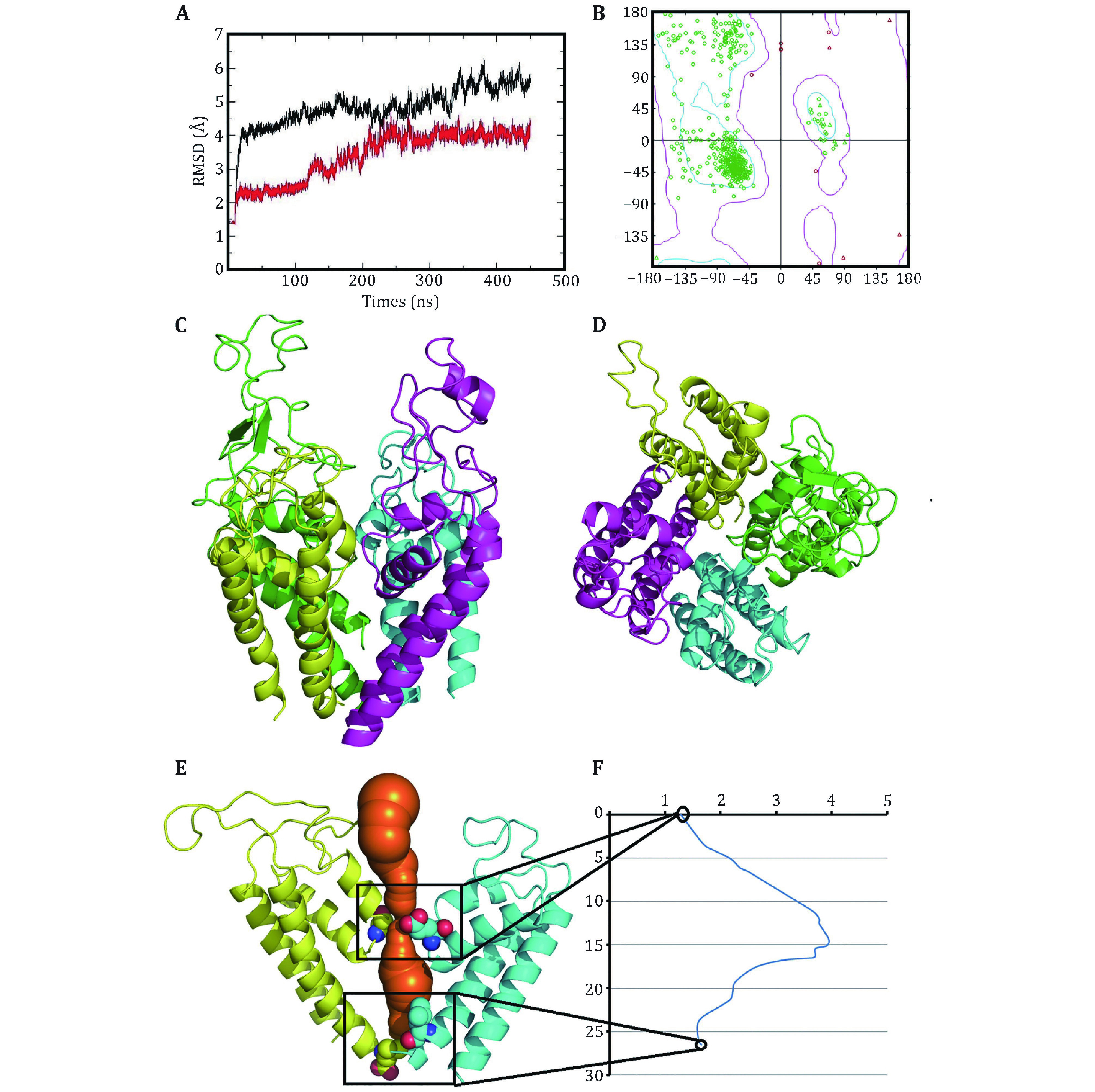 Structural modeling of Na<sub>v</sub>1.5 pore domain in closed state.