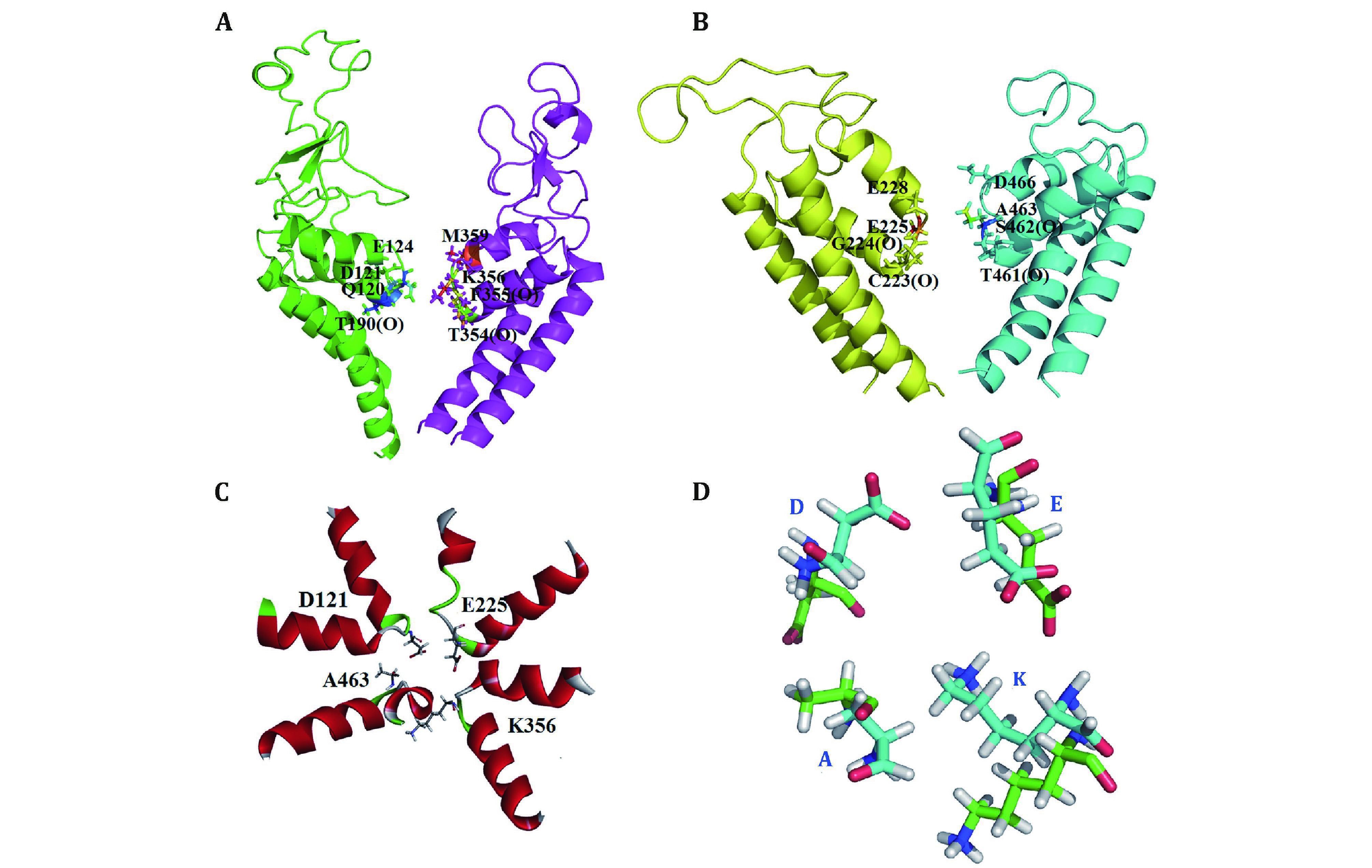 Structural modeling of Na<sub>v</sub>1.5 pore domain in closed state.