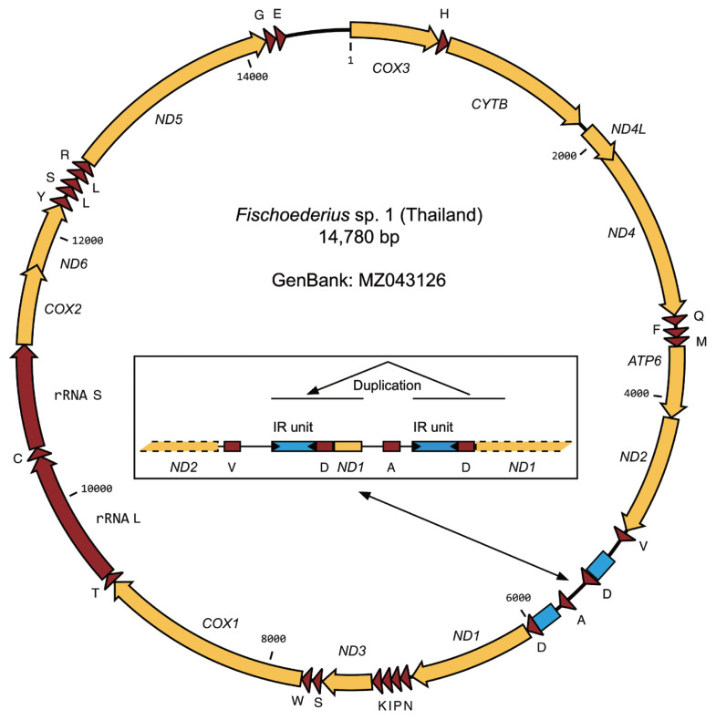 Morphology and Mitochondrial Genome of Fischoederius sp. 1 in Thailand.