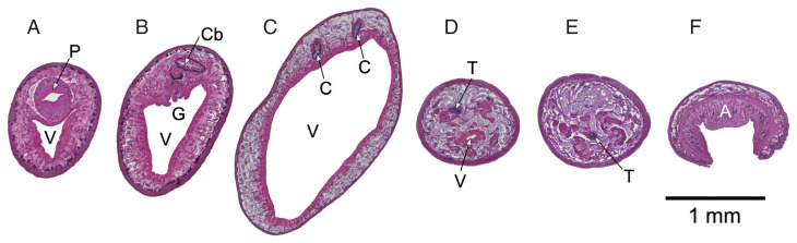 Morphology and Mitochondrial Genome of Fischoederius sp. 1 in Thailand.