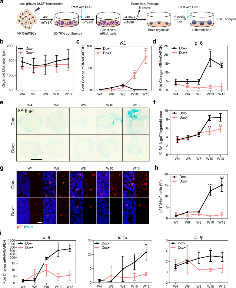 Klotho inhibits neuronal senescence in human brain organoids.