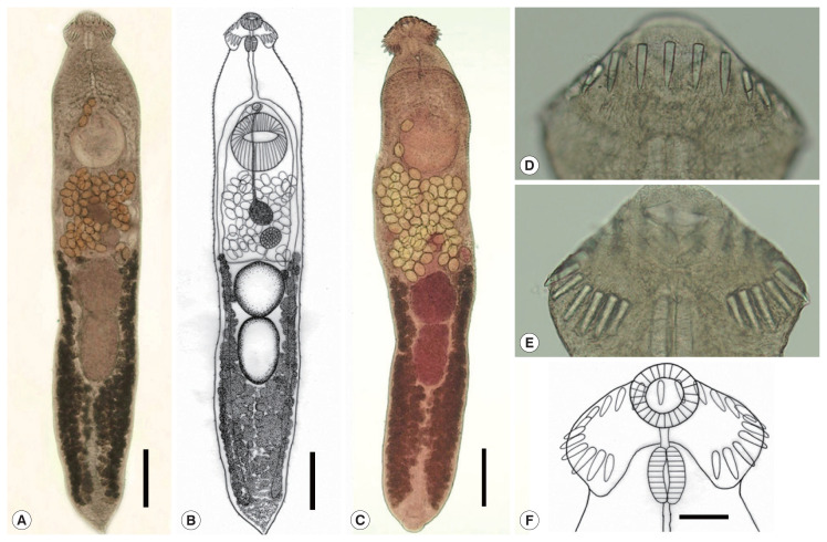 Acanthoparyphium shinanense n. sp. (Digenea: Echinostomatidae) from Experimental Chicks Infected with Metacercariae Encysted in Brackish Water Clams in the Republic of Korea.