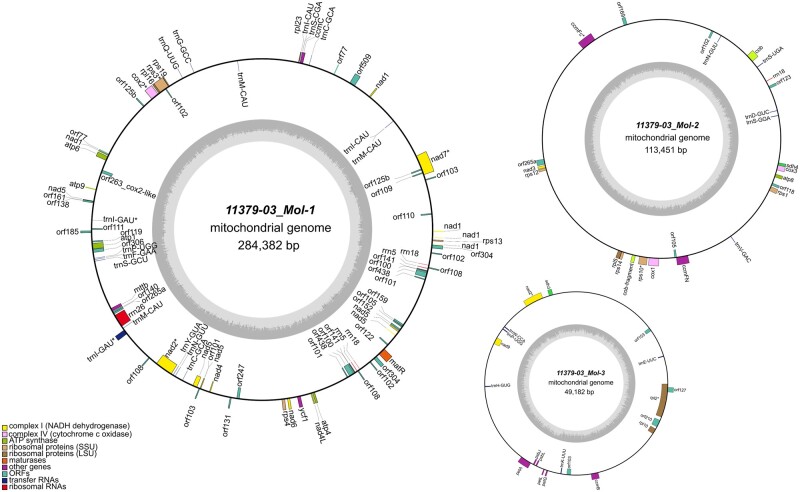 The complete mitogenome assemblies of 10 diploid potato clones reveal recombination and overlapping variants.