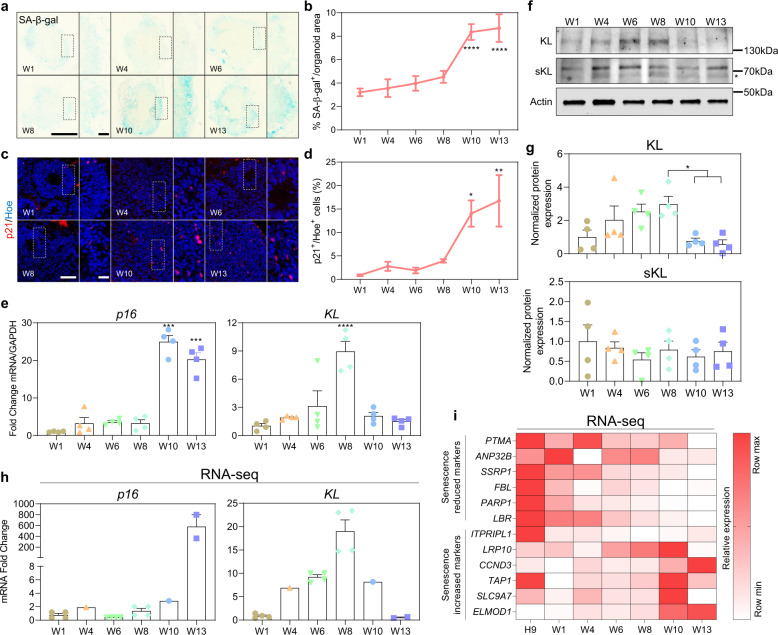 Klotho inhibits neuronal senescence in human brain organoids.