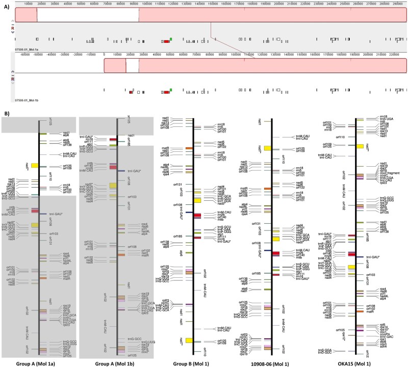 The complete mitogenome assemblies of 10 diploid potato clones reveal recombination and overlapping variants.