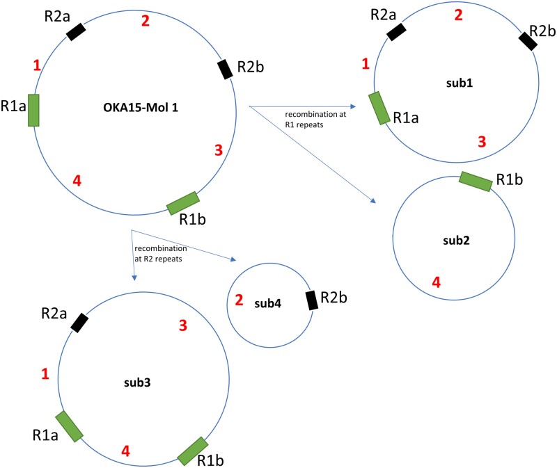 The complete mitogenome assemblies of 10 diploid potato clones reveal recombination and overlapping variants.