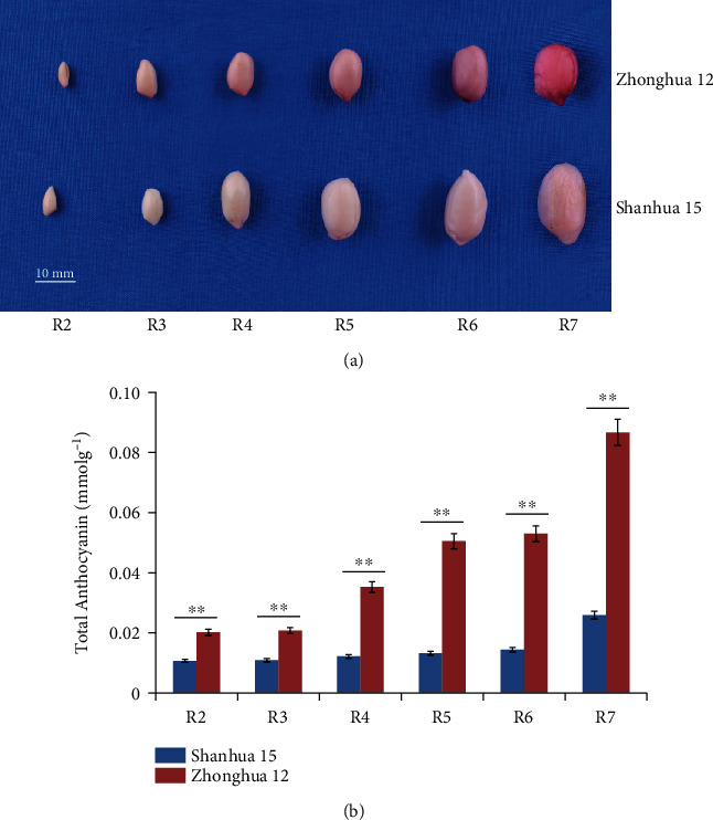 Transcriptome and Metabolome Analysis Unveil Anthocyanin Metabolism in Pink and Red Testa of Peanut (<i>Arachis hypogaea</i> L.).