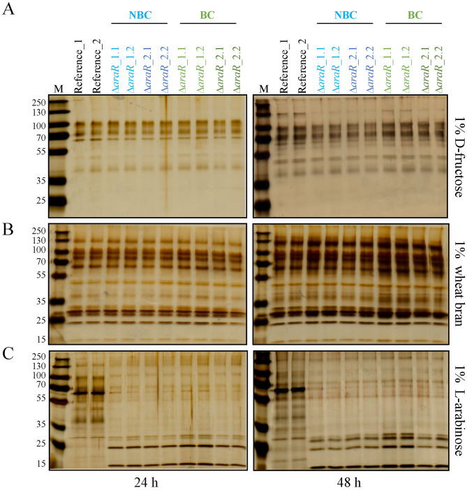 Genetic barcodes allow traceability of CRISPR/Cas9-derived Aspergillus niger strains without affecting their fitness.