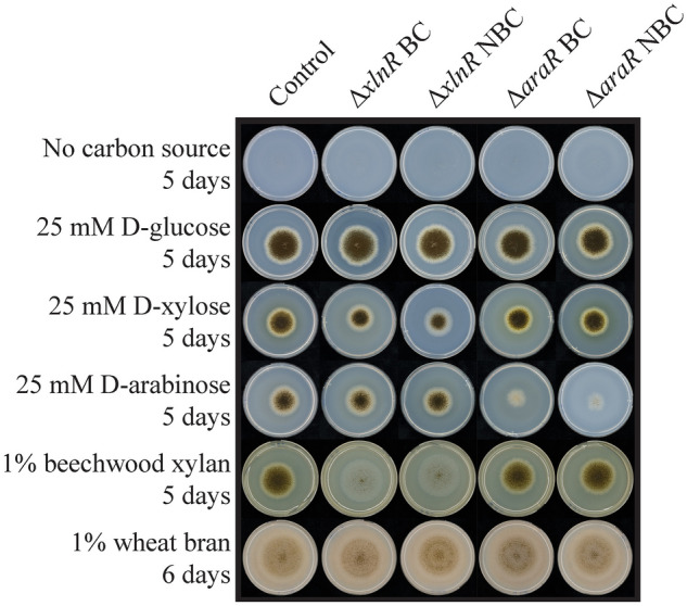 Genetic barcodes allow traceability of CRISPR/Cas9-derived Aspergillus niger strains without affecting their fitness.