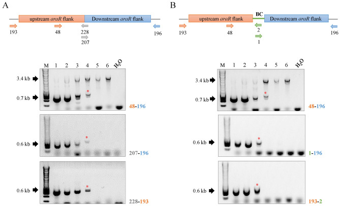 Genetic barcodes allow traceability of CRISPR/Cas9-derived Aspergillus niger strains without affecting their fitness.