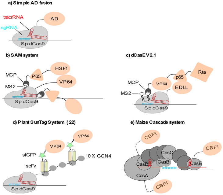 Deciphering Plant Chromatin Regulation via CRISPR/dCas9-Based Epigenome Engineering.