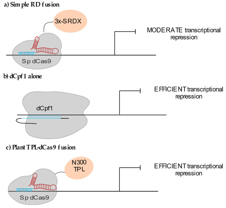 Deciphering Plant Chromatin Regulation via CRISPR/dCas9-Based Epigenome Engineering.