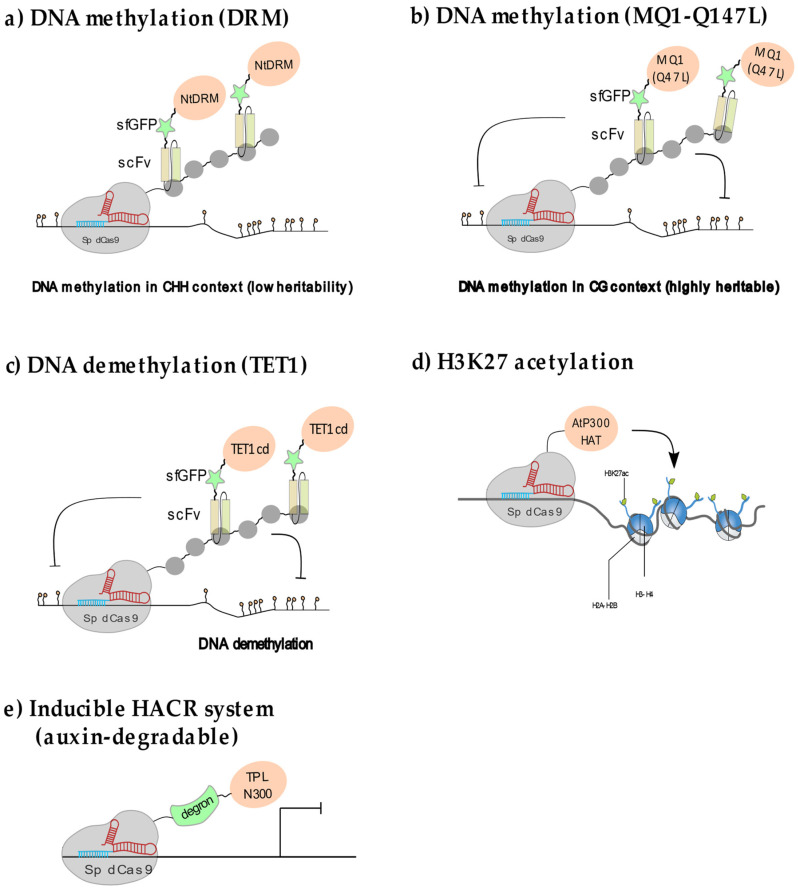 Deciphering Plant Chromatin Regulation via CRISPR/dCas9-Based Epigenome Engineering.