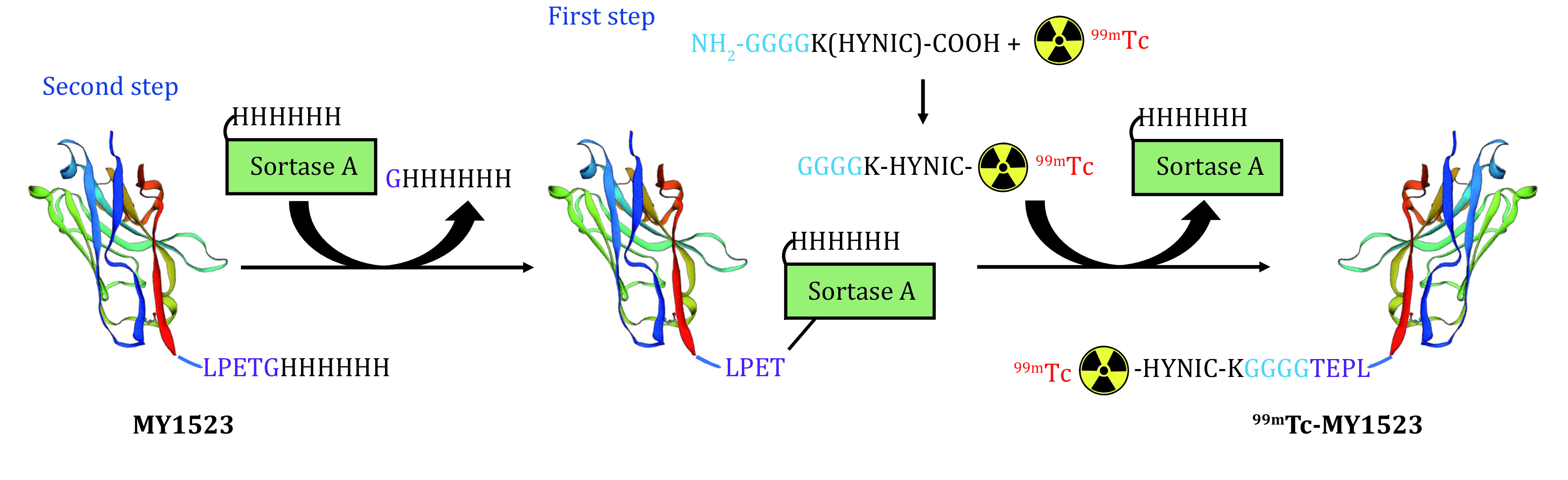 An efficient method for the site-specific <sup>99m</sup>Tc labeling of nanobody.