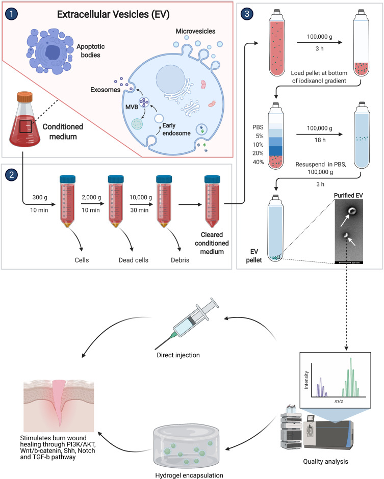 Stem Cell Therapy for Burns: Story so Far.