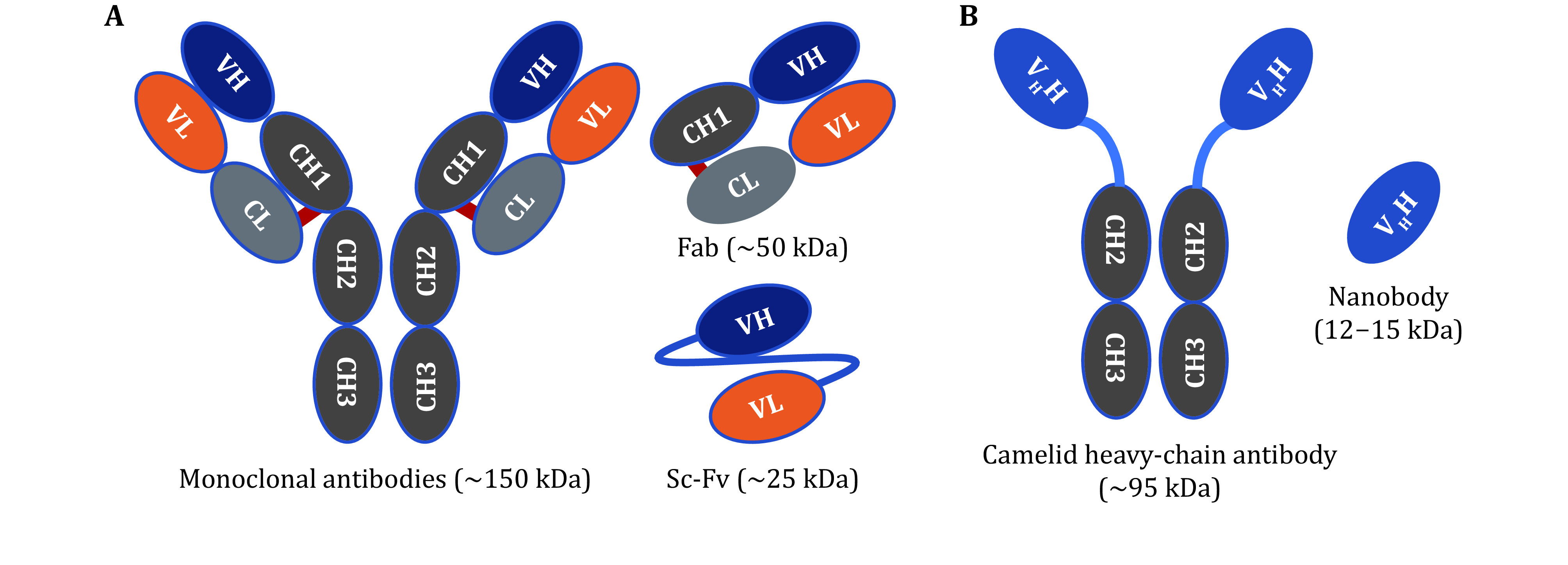 An efficient method for the site-specific <sup>99m</sup>Tc labeling of nanobody.