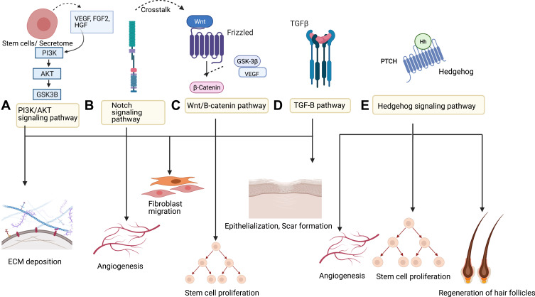 Stem Cell Therapy for Burns: Story so Far.