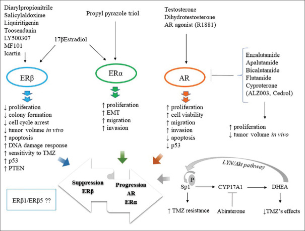 Insights into the role of estrogens and androgens in glial tumorigenesis.