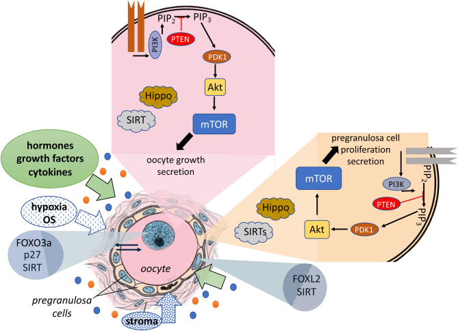 The ovarian reserve as target of insulin/IGF and ROS in metabolic disorder-dependent ovarian dysfunctions.