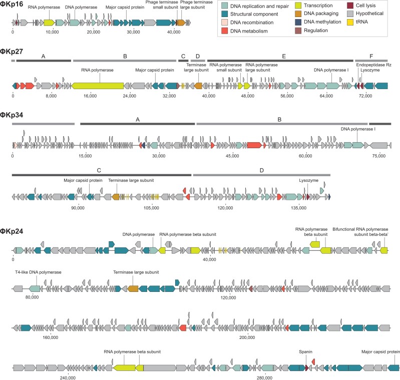 Genomic characterization of four novel bacteriophages infecting the clinical pathogen Klebsiella pneumoniae.