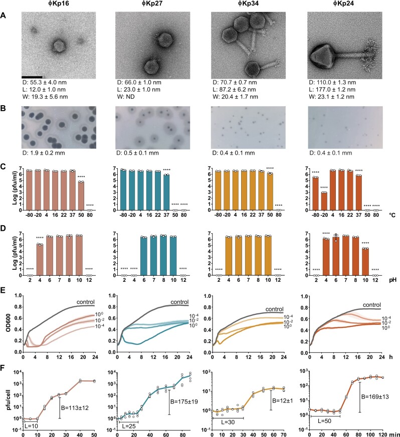 Genomic characterization of four novel bacteriophages infecting the clinical pathogen Klebsiella pneumoniae.