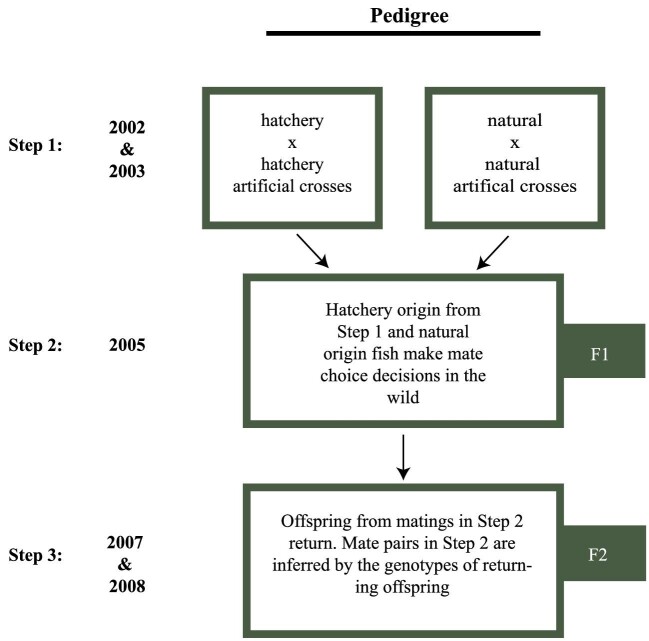 Differences in Mate Pairings of Hatchery- and Natural-Origin Coho Salmon Inferred from Offspring Genotypes.