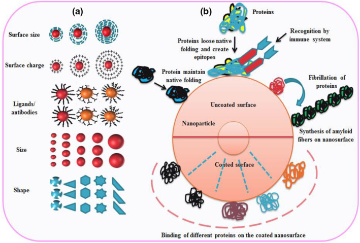 Nano-bio surface interactions, cellular internalisation in cancer cells and e-data portals of nanomaterials: A review.