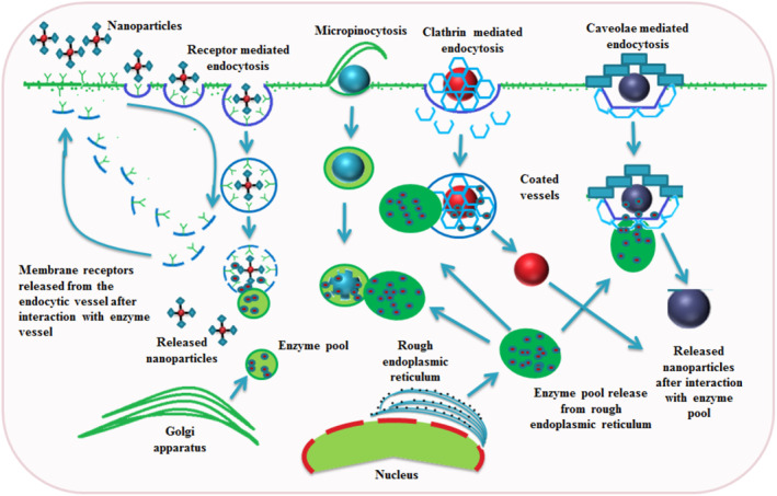 Nano-bio surface interactions, cellular internalisation in cancer cells and e-data portals of nanomaterials: A review.