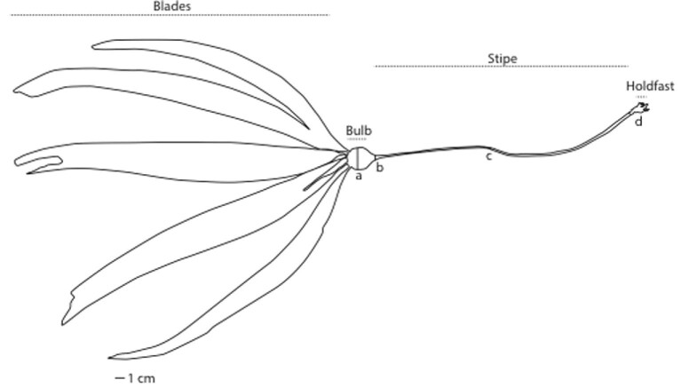 Scaling and Structural Properties of Juvenile Bull Kelp (<i>Nereocystis luetkeana</i>).