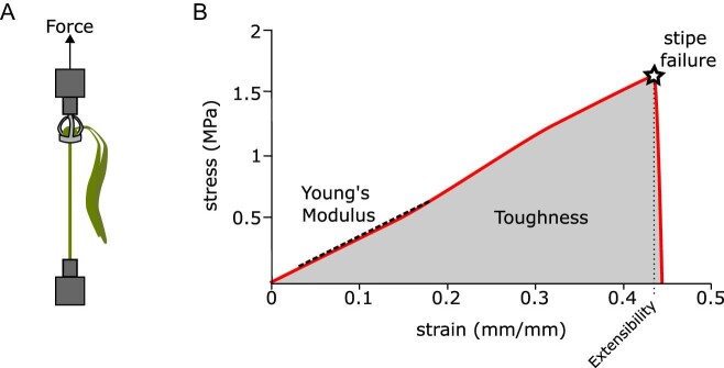 Scaling and Structural Properties of Juvenile Bull Kelp (<i>Nereocystis luetkeana</i>).