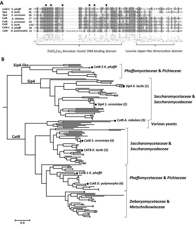 Two homologs of the Cat8 transcription factor are involved in the regulation of ethanol utilization in Komagataella phaffii.