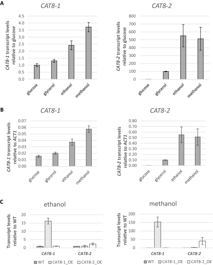 Two homologs of the Cat8 transcription factor are involved in the regulation of ethanol utilization in Komagataella phaffii.