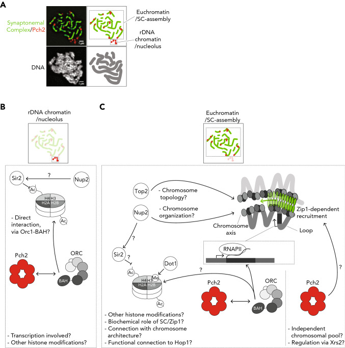 Getting there: understanding the chromosomal recruitment of the AAA+ ATPase Pch2/TRIP13 during meiosis.