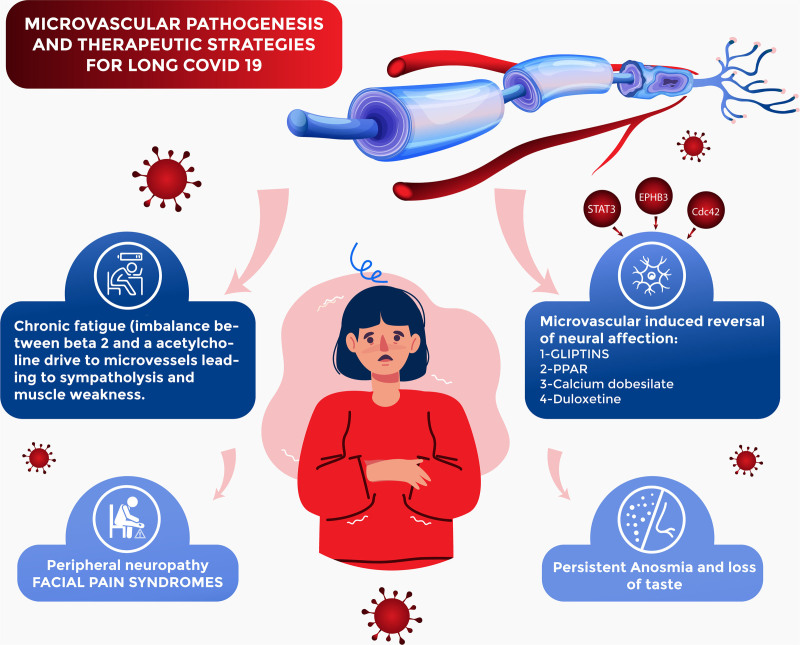 The microvascular hypothesis underlying neurologic manifestations of long COVID-19 and possible therapeutic strategies.