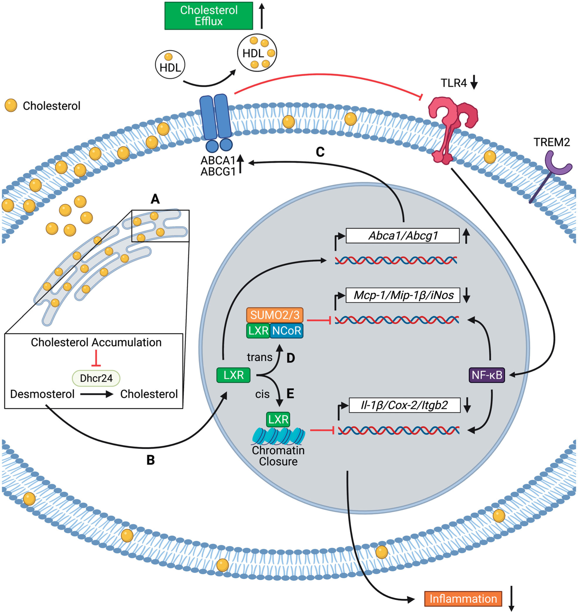 Cholesterol efflux pathways, inflammation, and atherosclerosis.